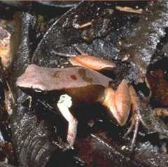 Haraldmeier's Mantella photo 3