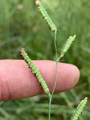 Paspalum praecox