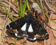 Catephia alchymista