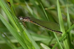 Coenagrion puella