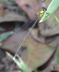 Coeliccia chromothorax