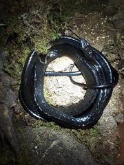 Chironius grandisquamis