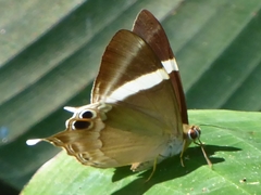 Abisara neophron
