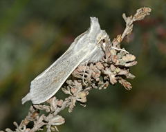 Cucullia lactea