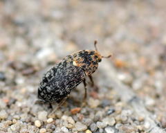 Dermestes gyllenhalii