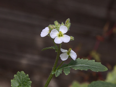 Diplotaxis erucoides