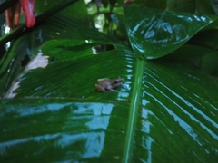 Eleutherodactylus cystignathoides