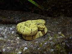 Bothrops osbornei