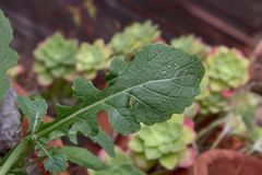 Diplotaxis erucoides