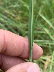 Paspalum praecox