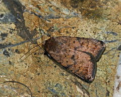 Caradrina wullschlegeli