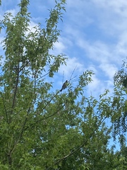 Turdus pilaris