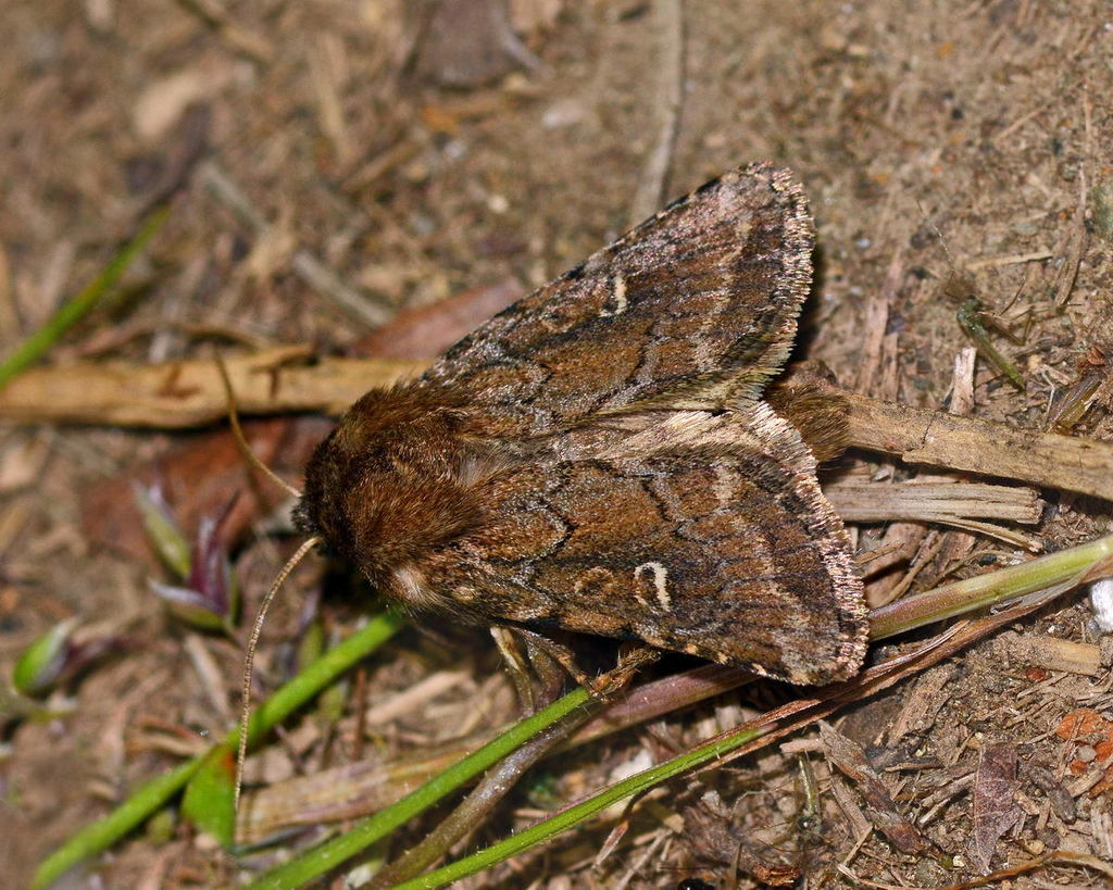 Eriopygodes impar