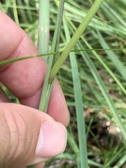 Paspalum praecox