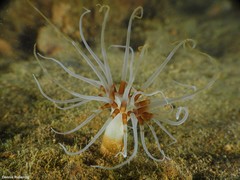 Isarachnanthus maderensis