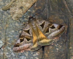Euclidia triquetra