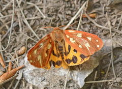 Arctia aulica