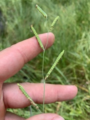 Paspalum praecox
