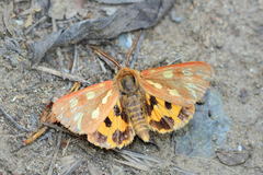 Arctia aulica