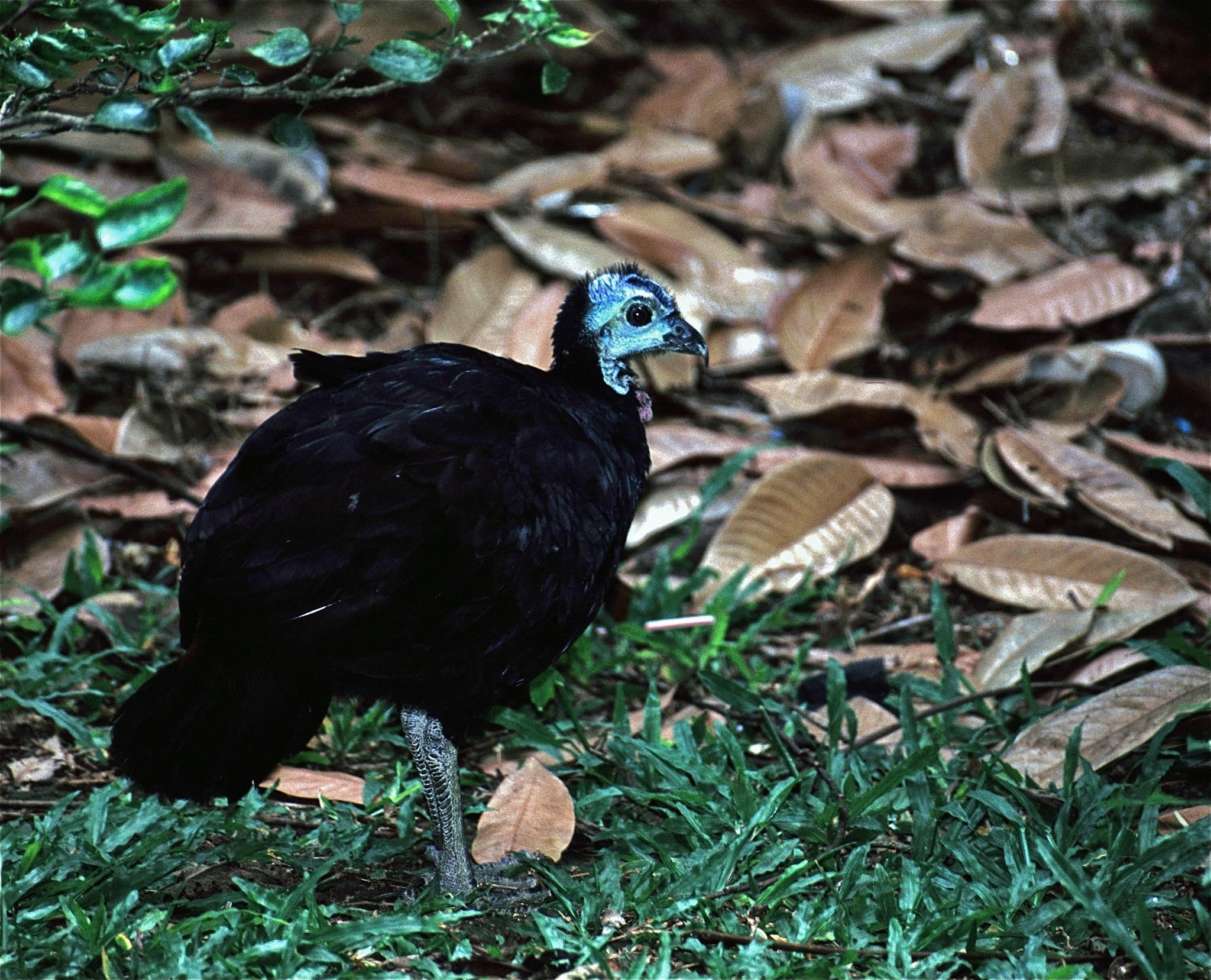 Wattled Brushturkey illustration
