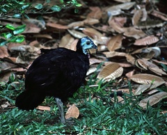 Wattled Brush-Turkey photo 1