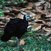 Wattled Brush-Turkey - Photo (c) Bernard DUPONT, some rights reserved (CC BY-SA)
