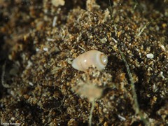 Gibberula secreta