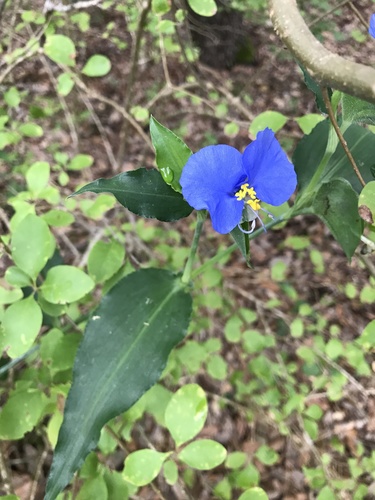 Commelina erecta