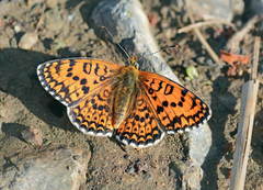 Melitaea arduinna