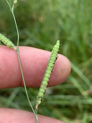 Paspalum praecox