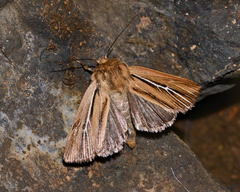 Mythimna anderreggii