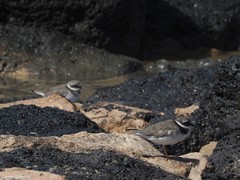 Charadrius hiaticula