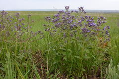 Nepeta ucranica