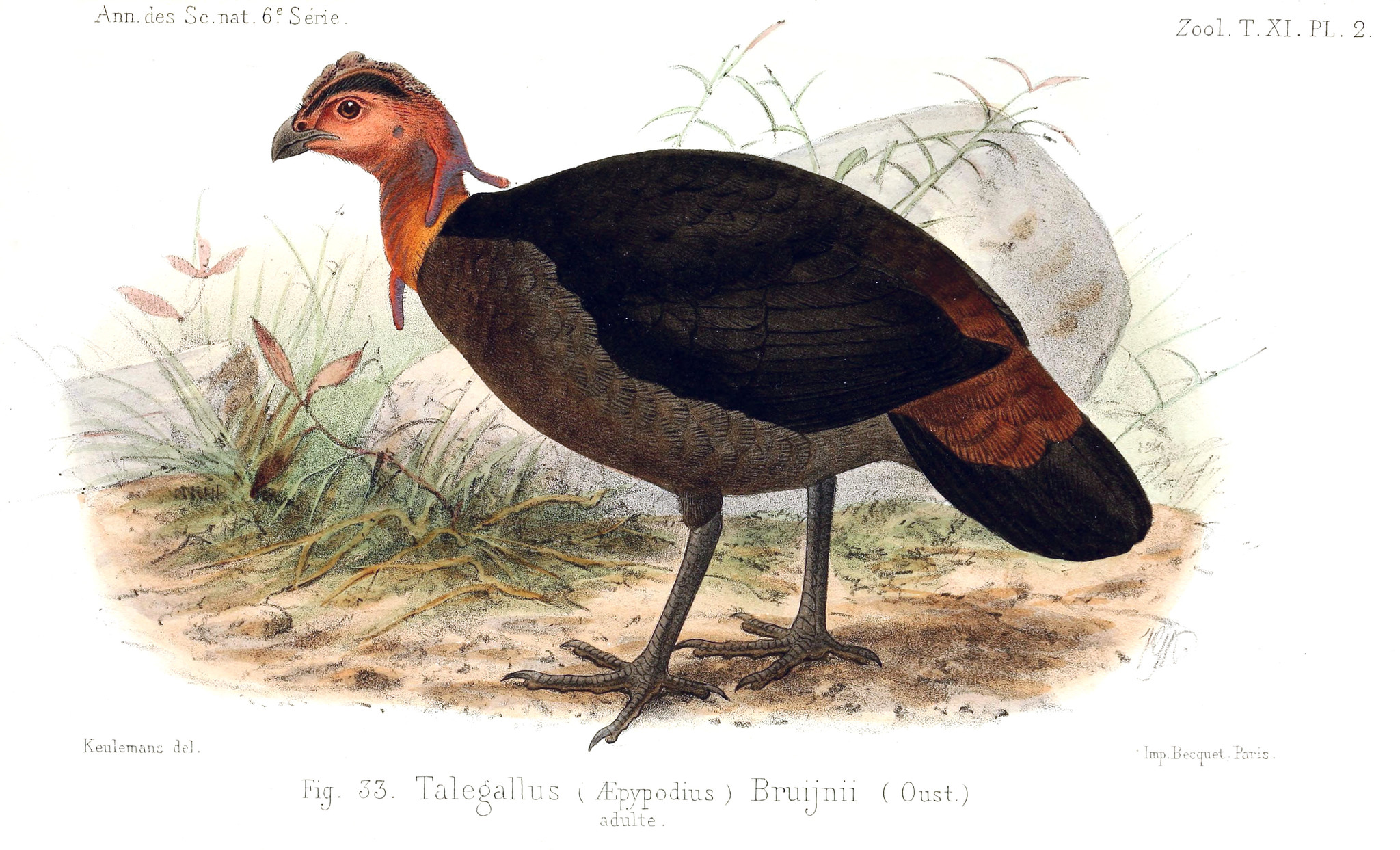 Waigeo Brushturkey illustration