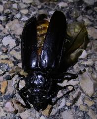 Archodontes melanopus