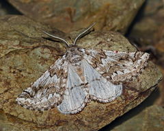 Phaselia serrularia