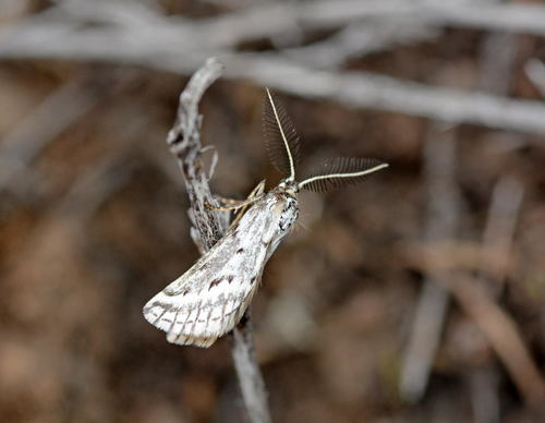 Phyllometra