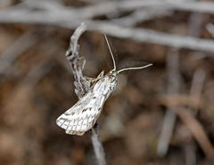 Phyllometra culminaria