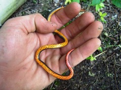 Diadophis punctatus stictogenys