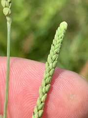 Paspalum praecox