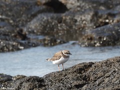 Charadrius hiaticula