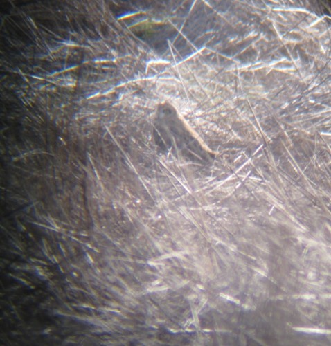 Asio flammeus