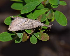 Zekelita ravulalis