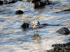 Charadrius hiaticula