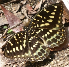 Lexias pardalis jadeitina