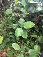 Dilleniaceae