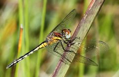 Diplacodes pumila