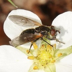 Blera nigra