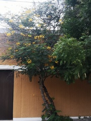 Caesalpinia pulcherrima flava