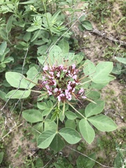 Polanisia dodecandra riograndensis